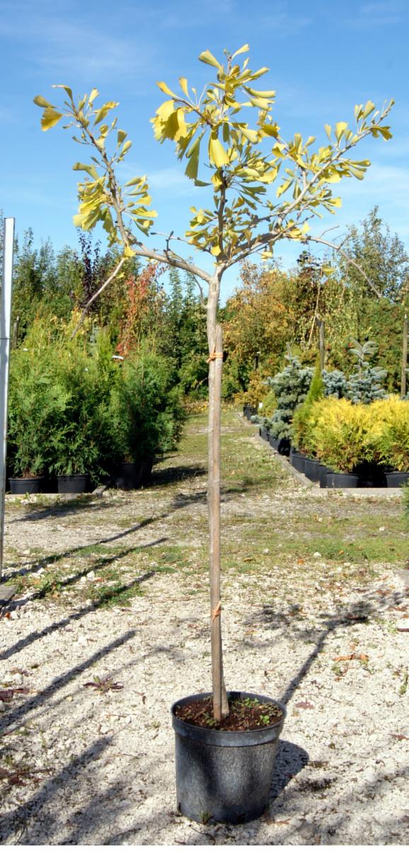 ozdobny materiał szkółkarski
